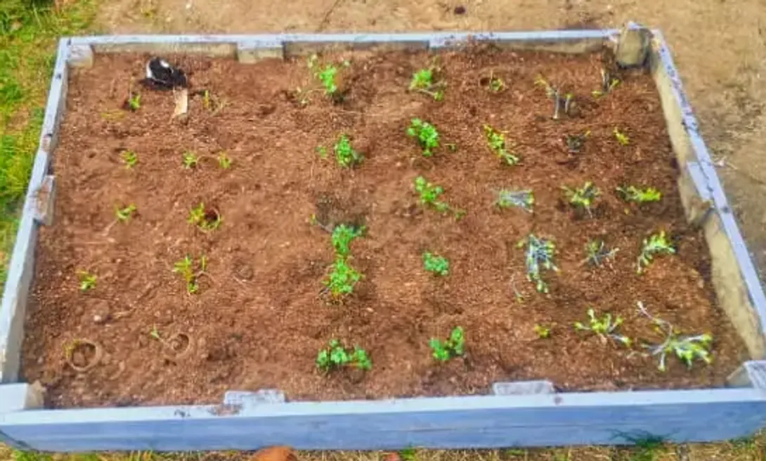 Los plantines de la huerta, en su cantero